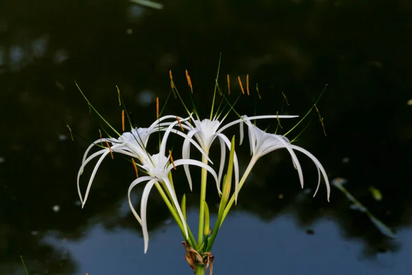 Κοντινό Πλάνο Thai Flower Στο Πάρκο — Φωτογραφία Αρχείου