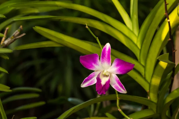 Zbliżenie Tajski Kwiat Parku — Zdjęcie stockowe