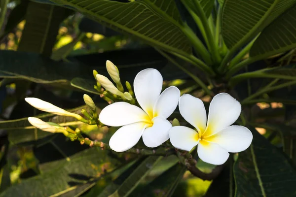 Висадка Тайської Квітки Парку — стокове фото