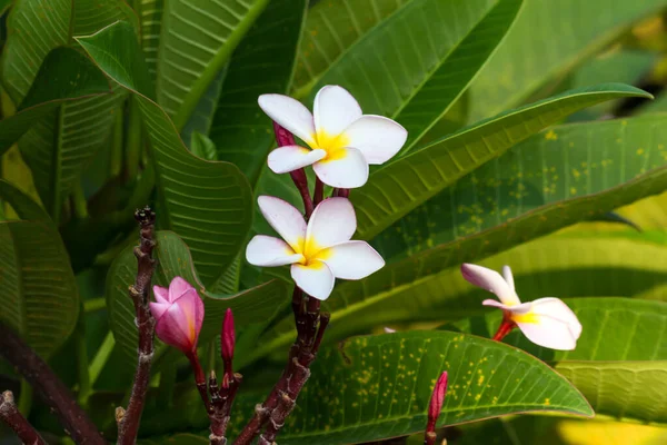 Närbild Thai Flower Parken — Stockfoto