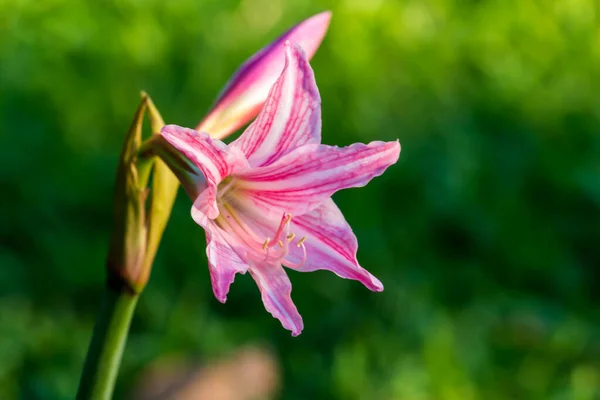 Κοντινό Πλάνο Thai Flower Στο Πάρκο — Φωτογραφία Αρχείου