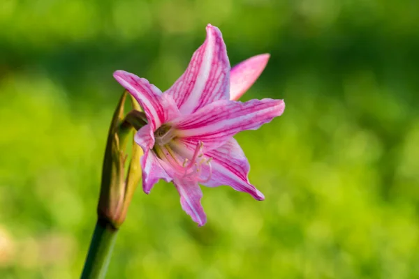 Κοντινό Πλάνο Thai Flower Στο Πάρκο — Φωτογραφία Αρχείου