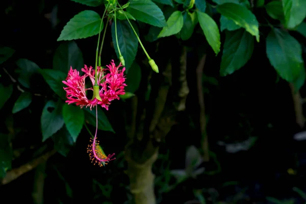 Κοντινό Πλάνο Thai Flower Στο Πάρκο — Φωτογραφία Αρχείου