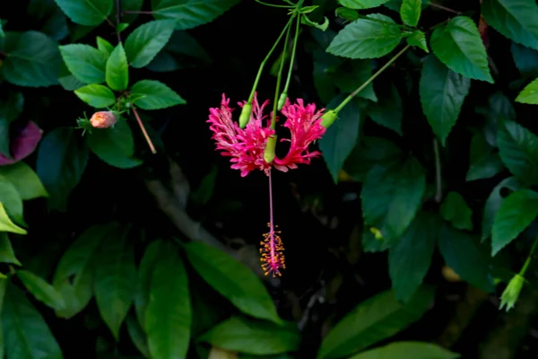 Primer Plano Flor Tailandesa Parque — Foto de Stock