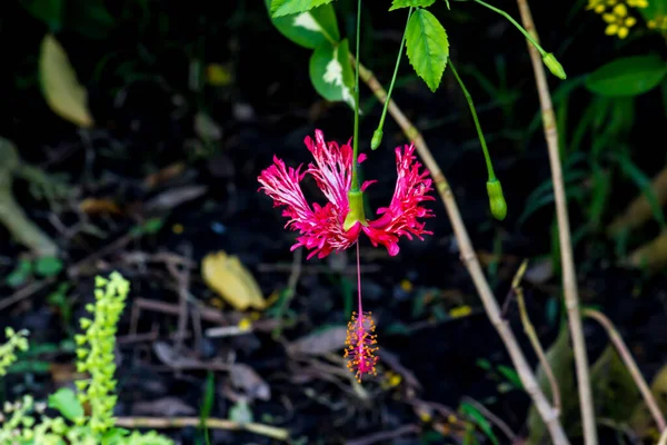 Gros Plan Fleur Thaïlandaise Dans Parc — Photo