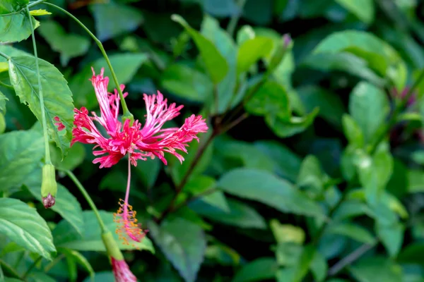 公園内のクローズアップ タイの花 — ストック写真