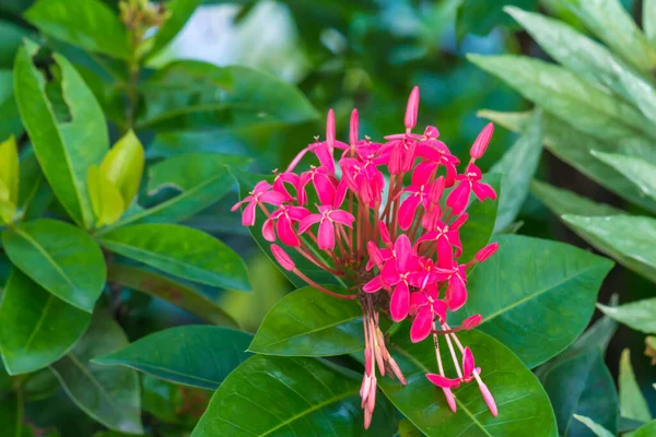 公園内のクローズアップ タイの花 — ストック写真