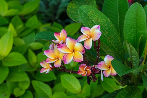 Närbild Thai Flower Parken — Stockfoto