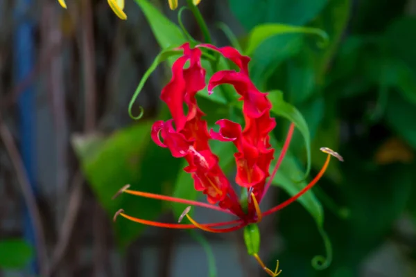 Primer Plano Flor Tailandesa Parque — Foto de Stock