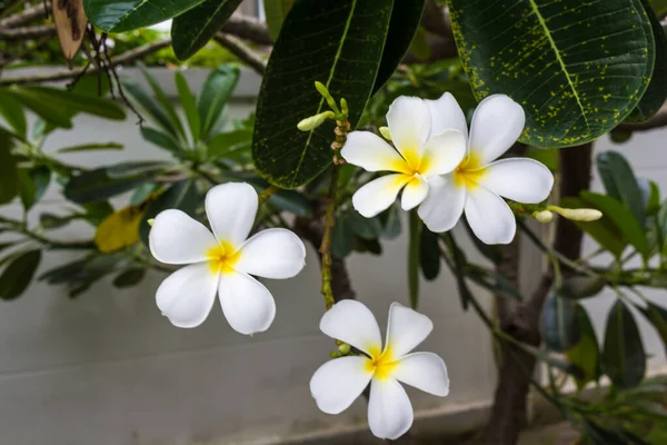 Närbild Thai Flower Parken — Stockfoto