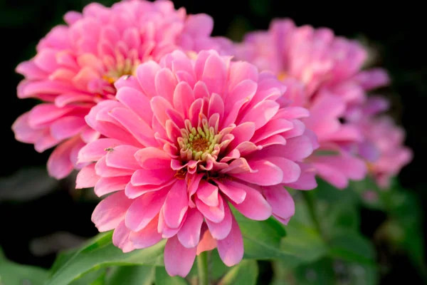 Parkta yakın plan Tayland Çiçeği.