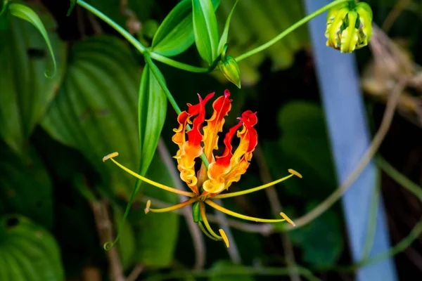 公園内のクローズアップ タイの花 — ストック写真