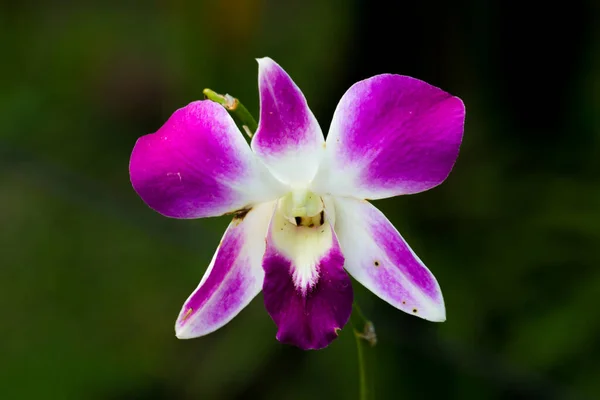 Gros Plan Fleur Thaïlandaise Dans Parc — Photo