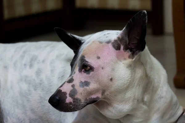 背景がぼやけた顔の犬 — ストック写真