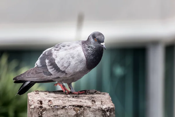 Gros Plan Pigeon Bird Debout Bel Oiseau — Photo