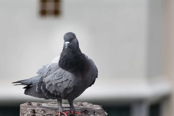 Közelkép Galamb Madár Állva Gyönyörű Madár — Stock Fotó