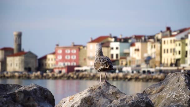 背景に美しい地中海の町とスローモーションで岩から取る海鳥 スローモーション — ストック動画