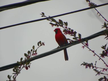 Kırmızı kuş çizgide
