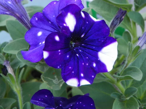 Flor Púrpura Blanca — Foto de Stock