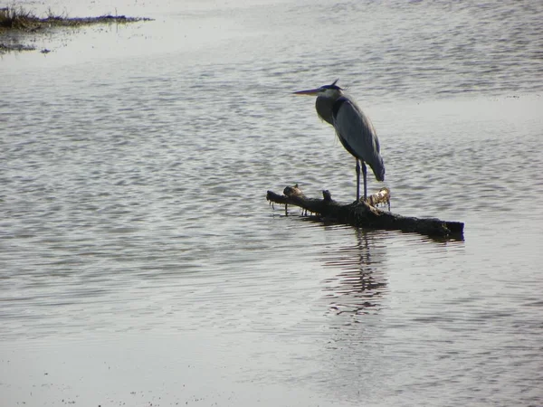 Heron Bir Kütük Üzerinde — Stok fotoğraf