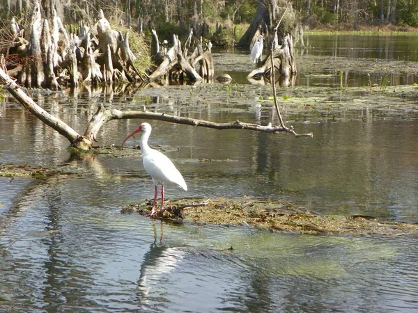 Witte Ibis Aan Rivier — Stockfoto