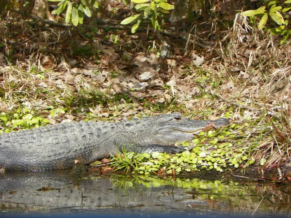 Gator Het Moeras — Stockfoto