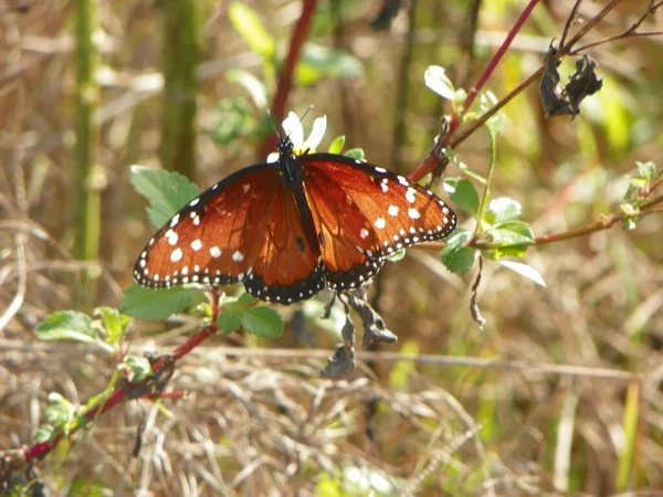 Mariposa Monarca Extendiendo Sus Alas — Foto de Stock