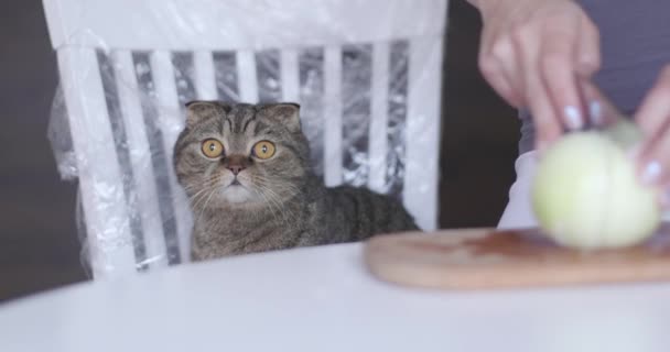 Φιλέτο Βοδινού Στον Πίνακα Woman Hands Knife Slices Delicate Beef — Αρχείο Βίντεο