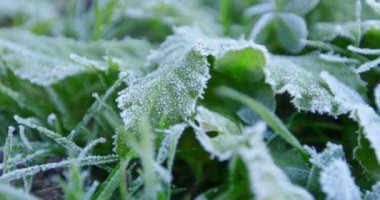 Bitkilerin yaprakları üzerinde drizzle