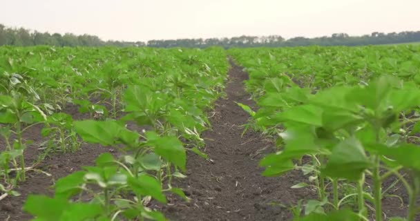 Fält Gröna Blad Groddar Växter — Stockvideo