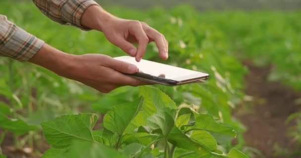 Gadget Handen Van Een Boer Groen Veld — Stockvideo