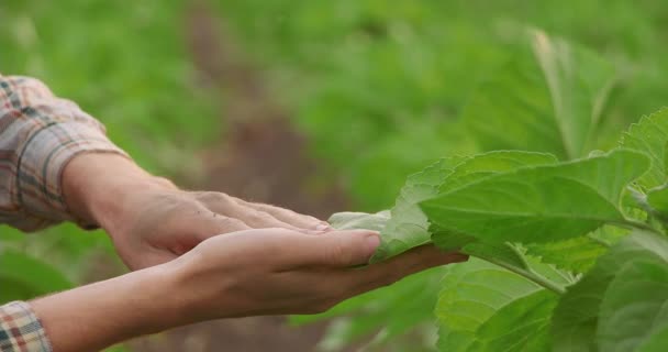 Πράσινα Φύλλα Στα Χέρια Ενός Αγρότη — Αρχείο Βίντεο