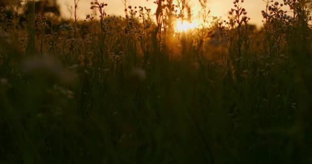 Αυγή Στο Χωράφι Ακτίνες Του Ήλιου — Αρχείο Βίντεο