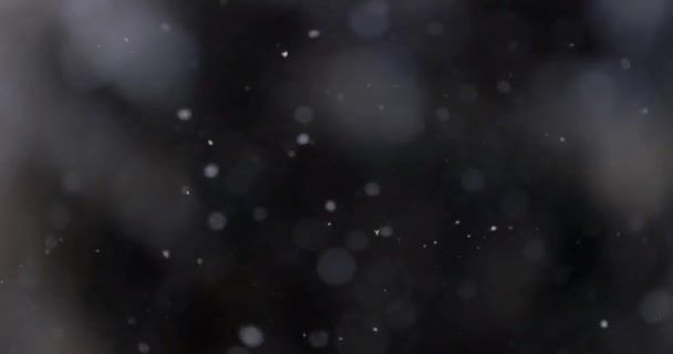 Śnieg Pada Świerk — Wideo stockowe