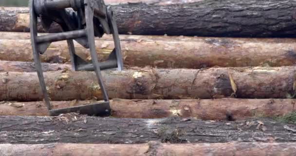 Avskogning Träd Vedhuggning — Stockvideo