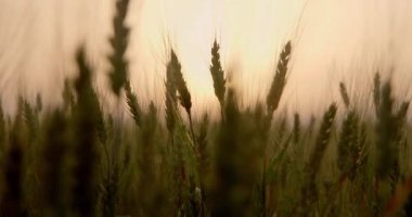 Gökyüzü arka planda çim kulakları