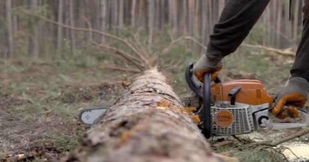 Cosechando Madera Primer Plano Las Manos Motosierra — Vídeo de stock