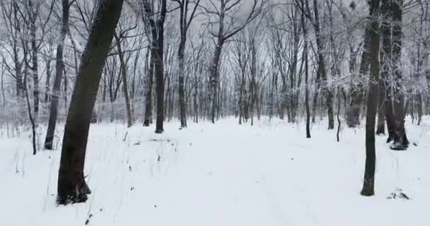 Inverno Bianco Movimento Della Macchina Fotografica Foresta — Video Stock