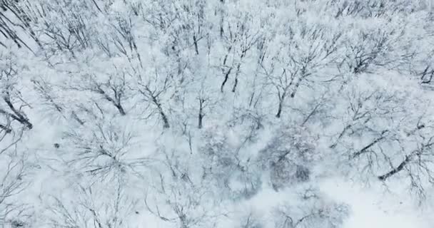 Inverno Bianco Movimento Della Macchina Fotografica Foresta — Video Stock