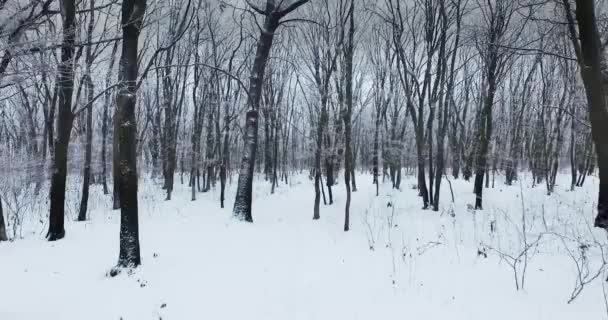 Kış Beyaz Orman Kamera Hareketi — Stok video