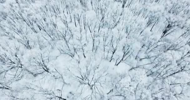 Inverno Bianco Movimento Della Macchina Fotografica Foresta — Video Stock