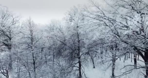 Hiver Blanc Mouvement Caméra Forêt — Video