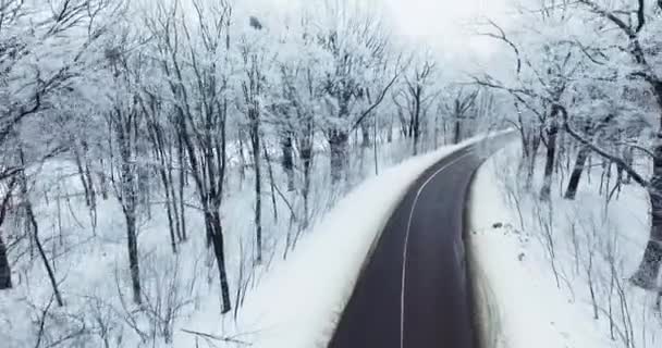 Inverno Movimento Câmera Floresta Branca — Vídeo de Stock