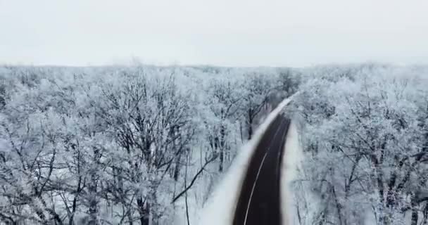 Inverno Movimento Câmera Floresta Branca — Vídeo de Stock