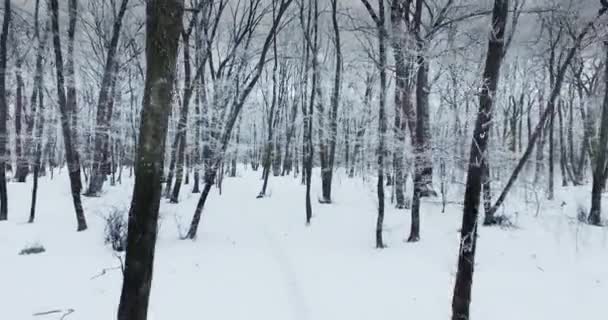 Inverno Movimento Câmera Floresta Branca — Vídeo de Stock