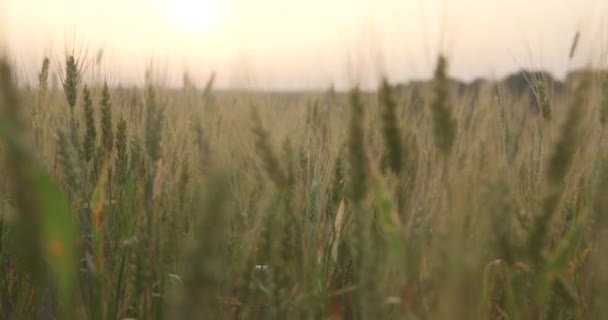 Gökyüzü Arka Planda Çim Kulakları — Stok video