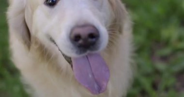 Köpeğin yüzü büyüktür, Labrador Retriever.