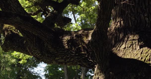 Δέντρο Στέμμα Κάμερα Διάρκειας — Αρχείο Βίντεο