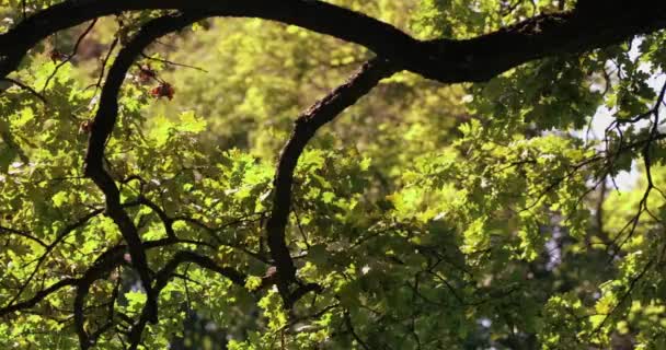 Corona Albero Campata Macchina Fotografica — Video Stock