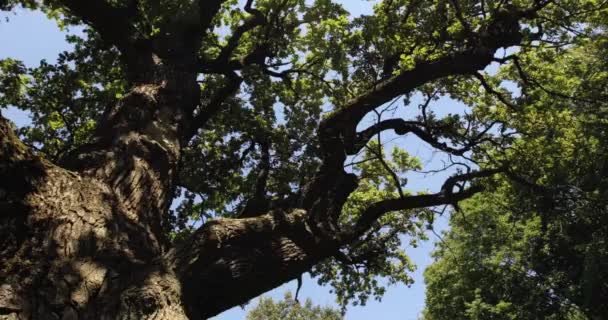 Taç Ağacı Açıklık Kamerası — Stok video